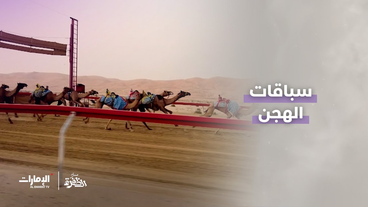 الهجن… إرث الصحراء وعنوان الفخر | مساء الظفرة