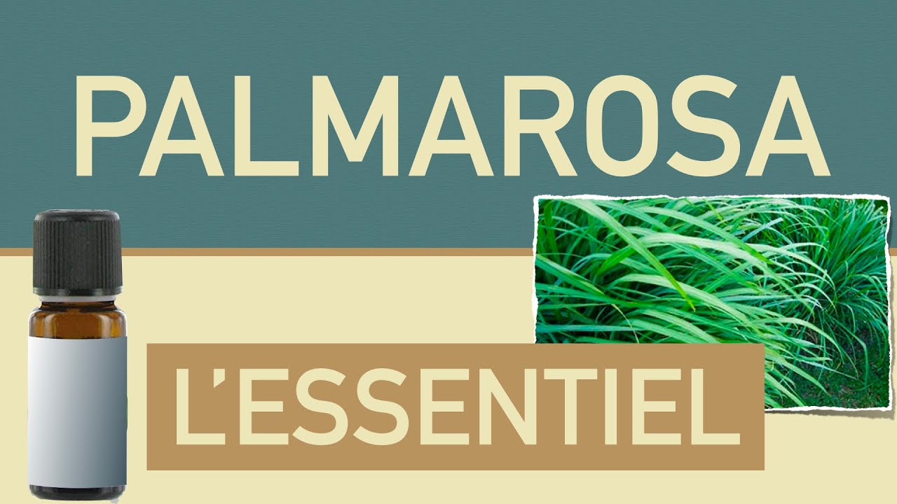 L'huile essentielle de palmarosa