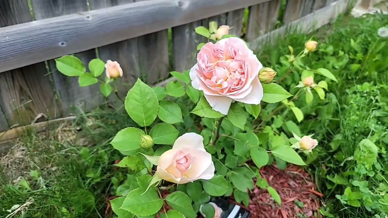 Rosa 'Evelyn' - a David Austin rose