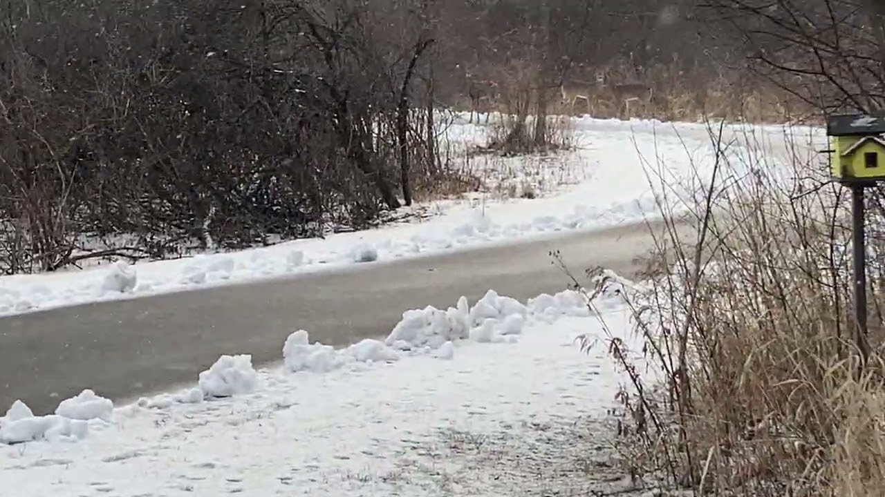 Deer on the Path
