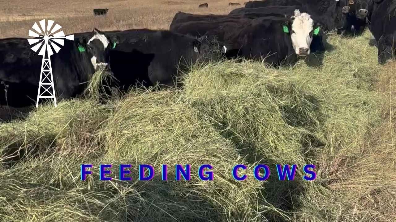 Feeding our early cows down east