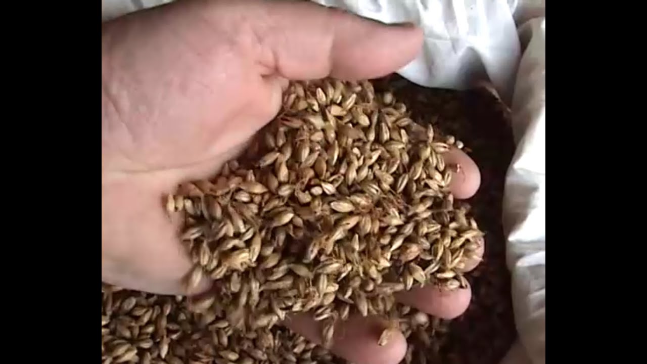 Солод своими руками.