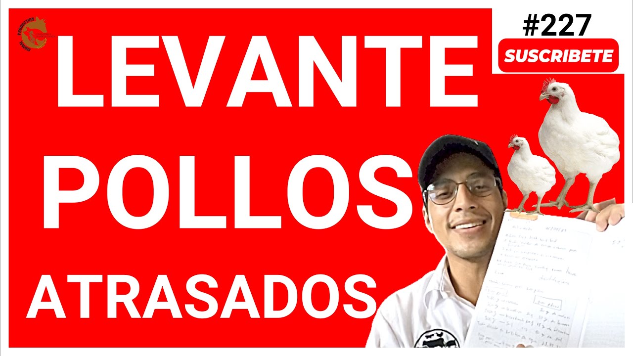 ✍COMO LEVANTAR POLLOS DE ENGORDE ATRASADOS 🧪FÓRMULA PARA QUE LOS POLLOS DE ENGORDE GANEN MÁS PESO⭐
