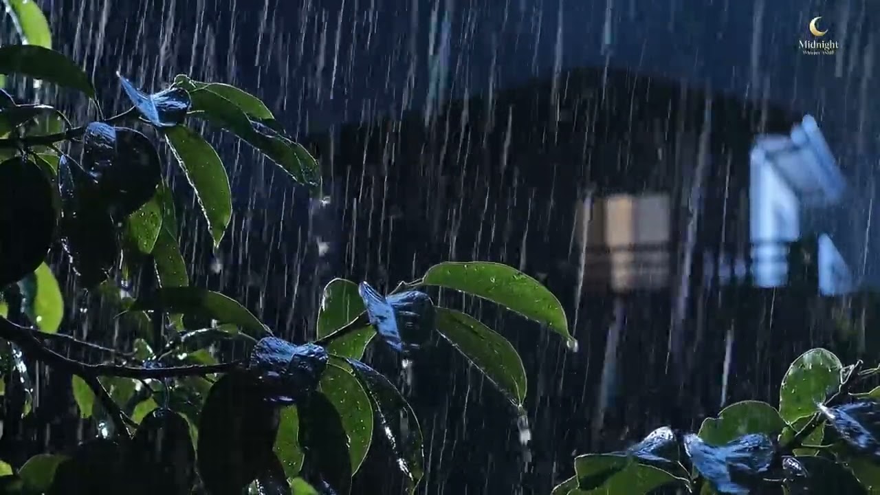 Can’t Sleep? Try This 2 Hour Deep Forest Rain for Instant Relaxation