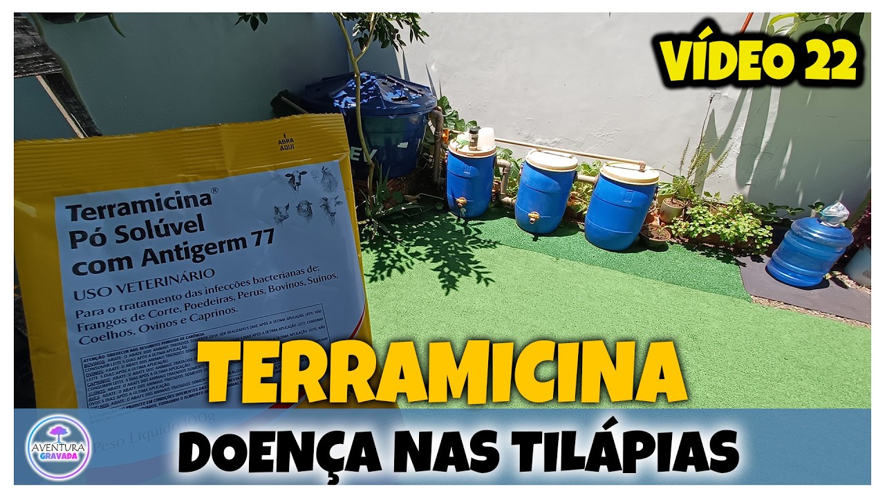 Tratamento contra Doenças usando TERRAMICINA na criação de Tilápias