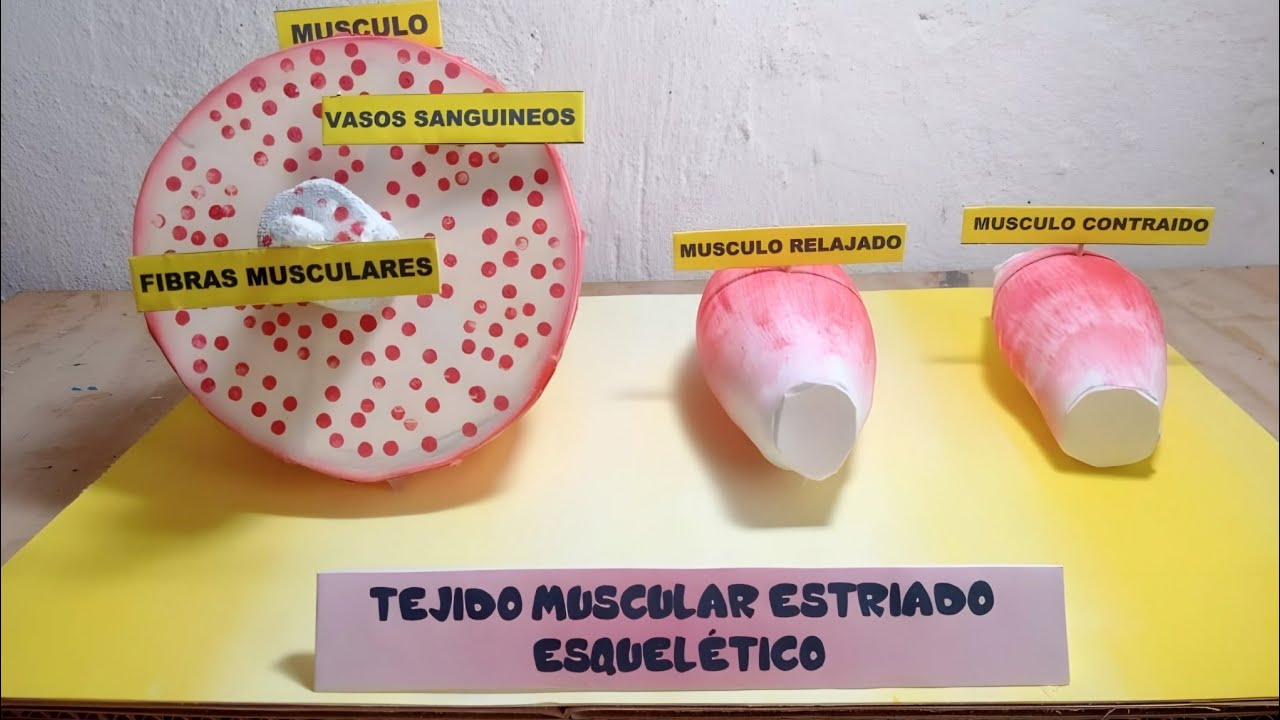 💥 MAQUETA del TEJIDO MUSCULAR ESTRIADO con materiales reciclados!!