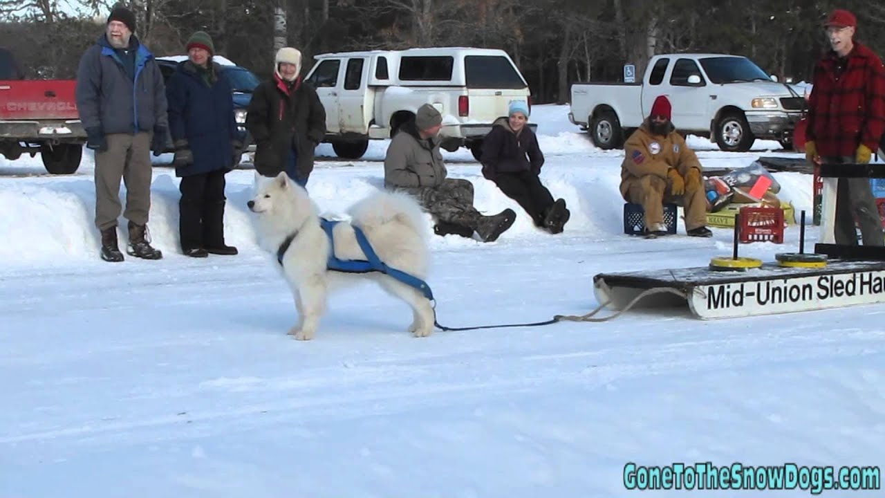 Singing Samoyed Dog Supposed to be pulling Weight, Instead he Sings for us!