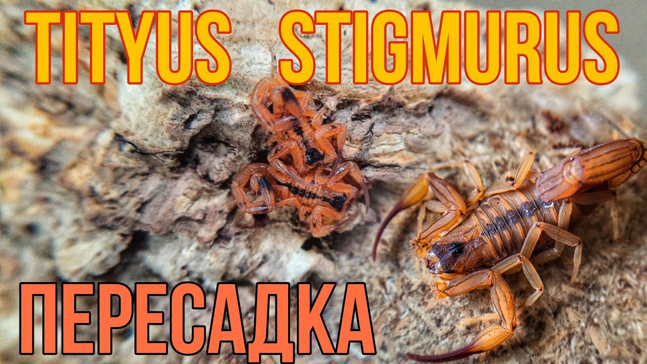 Всё о содержании Tityus stigmurus. Бразильский скорпион в России
