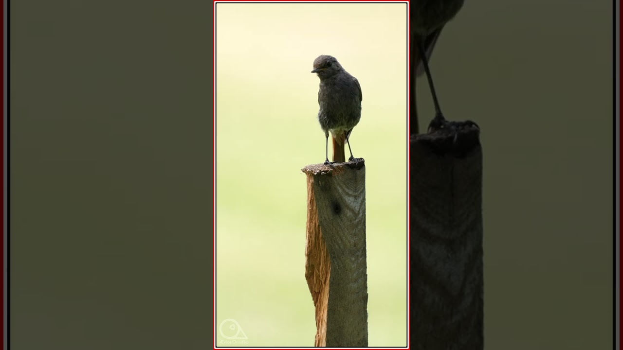 Little Black Redstart - Phoenicurus ochruros Discover the World 1 Month After #ornithology