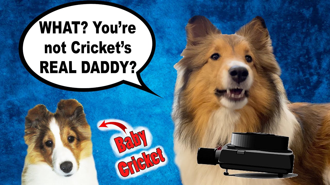 «Ты не НАСТОЯЩИЙ ПАПА Крикета?» 🐶 дети понимают, что их усыновили??? 😆 Biscuit Talky e135