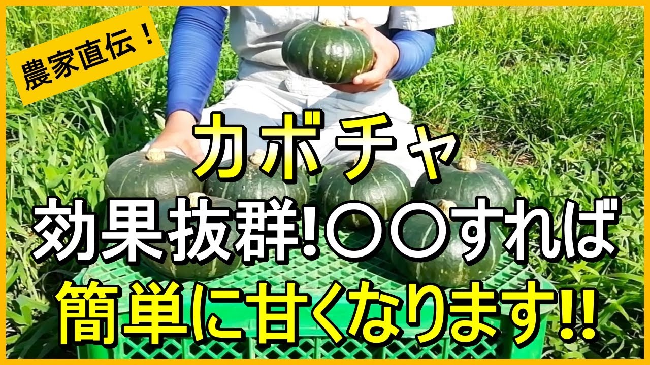 【カボチャ栽培】甘いカボチャを長く楽しむためのキュアリング処理と保存方法【有機農家直伝！無農薬で育てる家庭菜園】　25/7/31