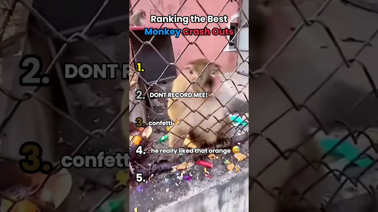 Ranking The Best Monkey Crash Outs #funnyanimal #ranking #cute #funny #crashout