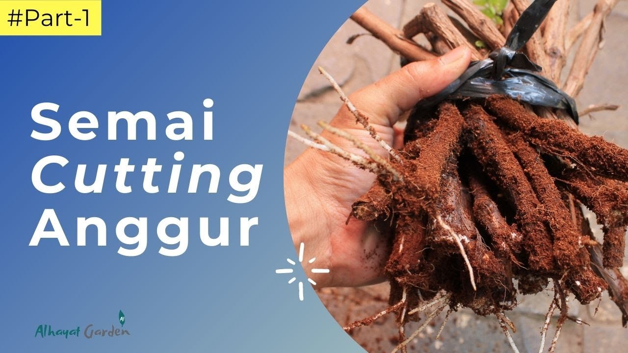 Cara Mudah Semai Cutting Anggur  (Part 1) || Keluar Banyak Akar dalam 2 Minggu