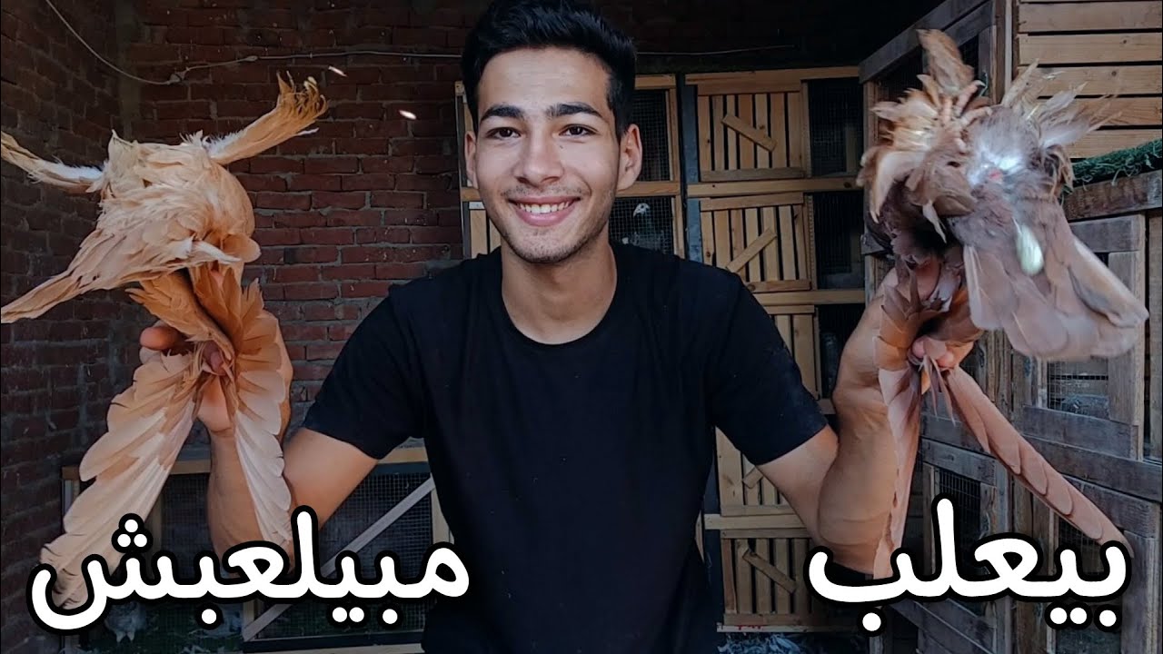 معرفت الحمام الشقلباظ بيعلب ولا لا 😳 طريقه جديده وسهلة