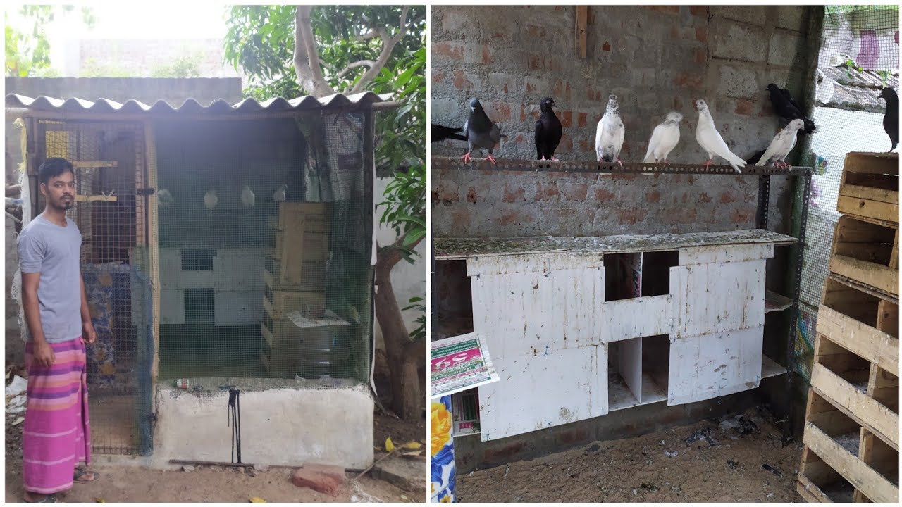 karna pigeon loft | settu annan loft | sha pigeons and rabbits