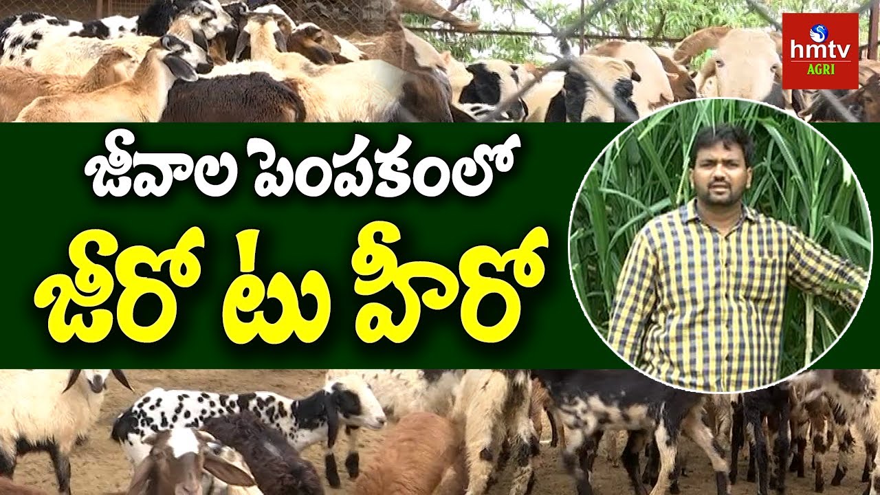జీవాల పెంపకంలో జీరో టు హీరో : Sheep Farming Guide By Ideal Young Farmer | hmtv Agri