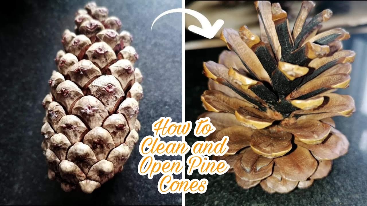 How to Clean and Open Pine Cones | Pine Cones