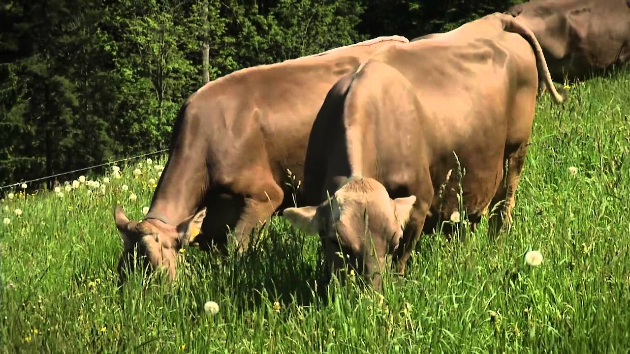 Heumilch - Heumilchwirtschaft
