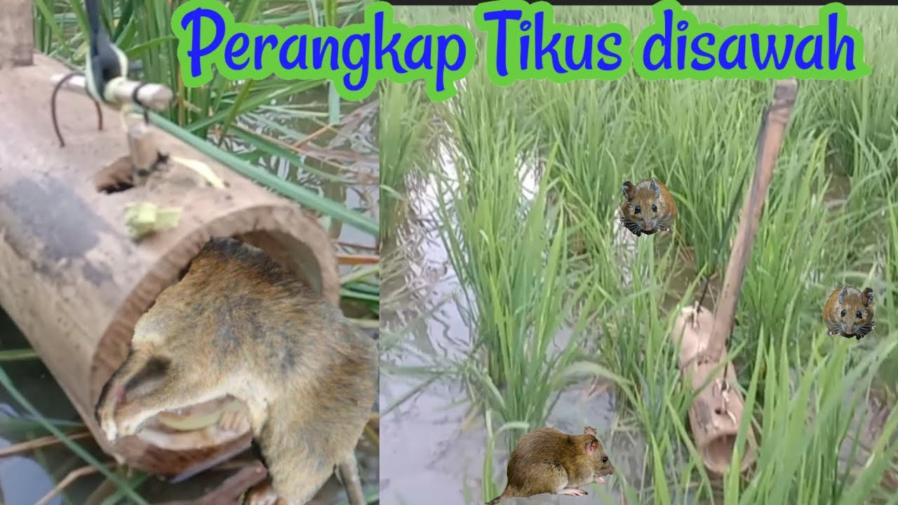 Membuat perangkap tikus dari Bambu untuk di persawahan