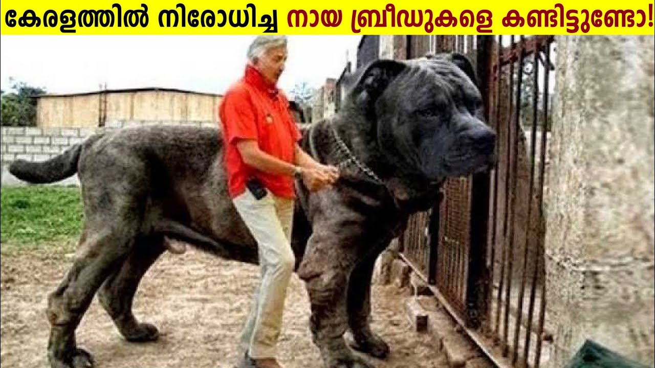 ഈ നായകളെ കണ്ടാൽ ജീവനും കൊണ്ട് ഓടണം!😱Aggressive Dog Breeds Malayalam | Curiostellar
