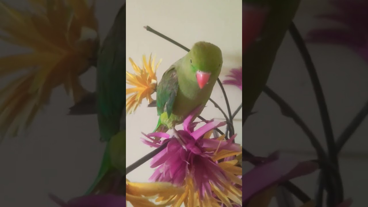 Why Is A Parrots Beak Cut Off? 🦜