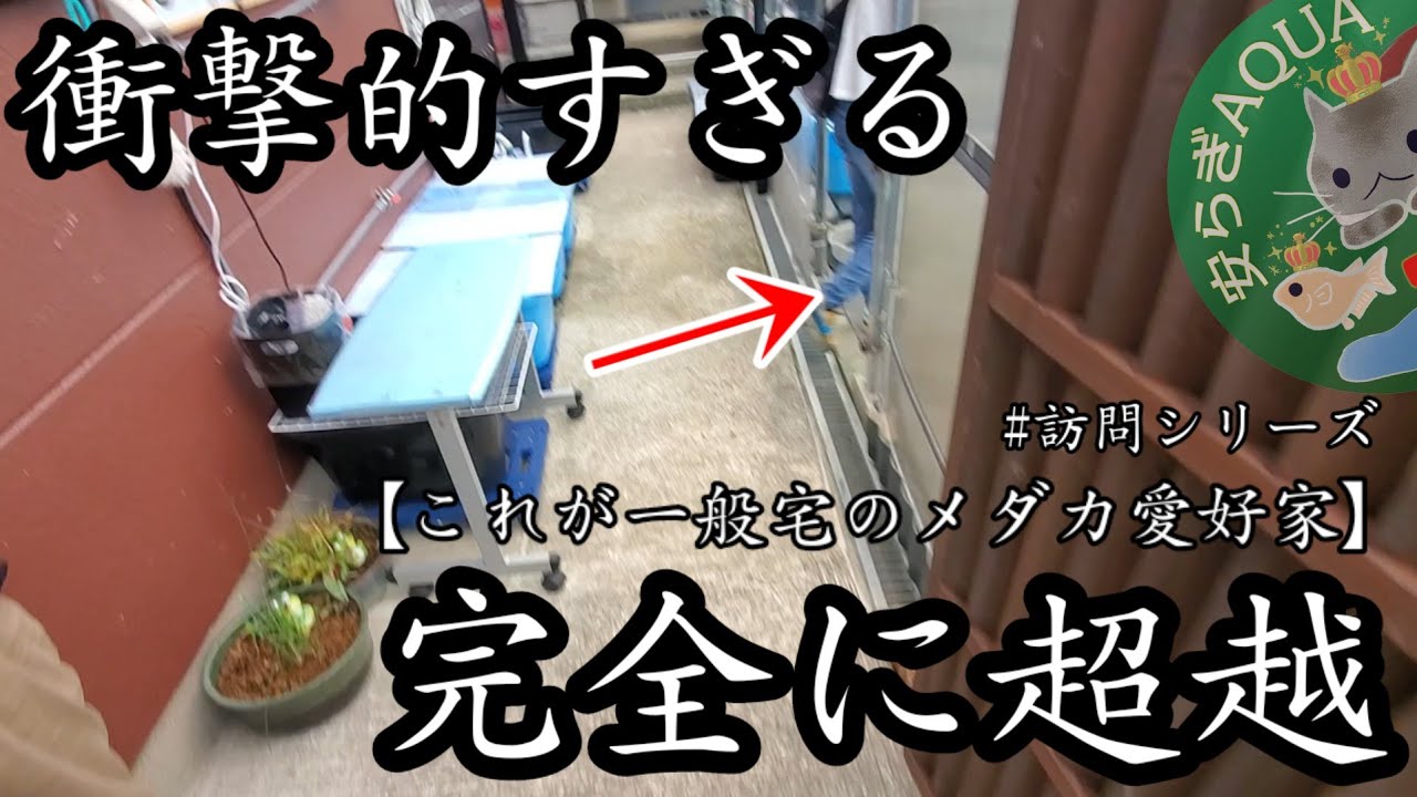 衝撃的すぎる‼️メダカ愛好家レベルを完全に超越【あなた様はめだか愛好家の鑑】めだか愛好家訪問シリーズ.安らぎAQUAちゃんねる
