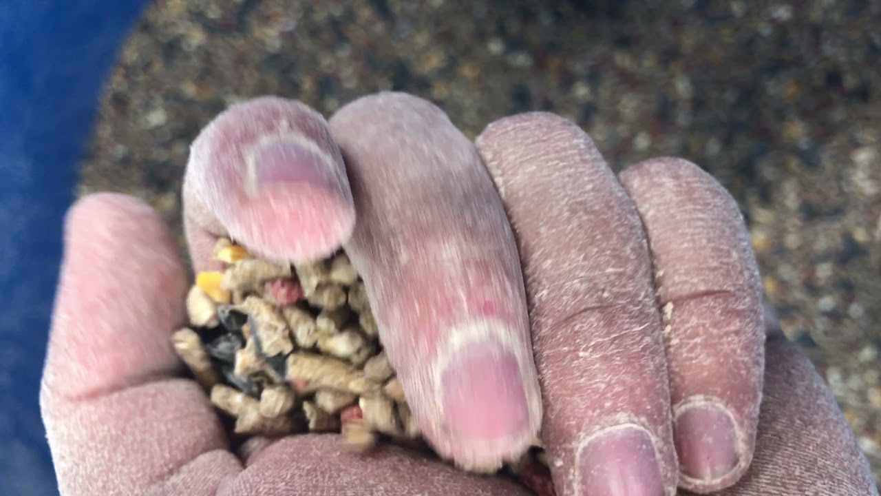 ALIMENTO PARA GALLOS EN PELECHA (CAMBIO DE PLUMA)
