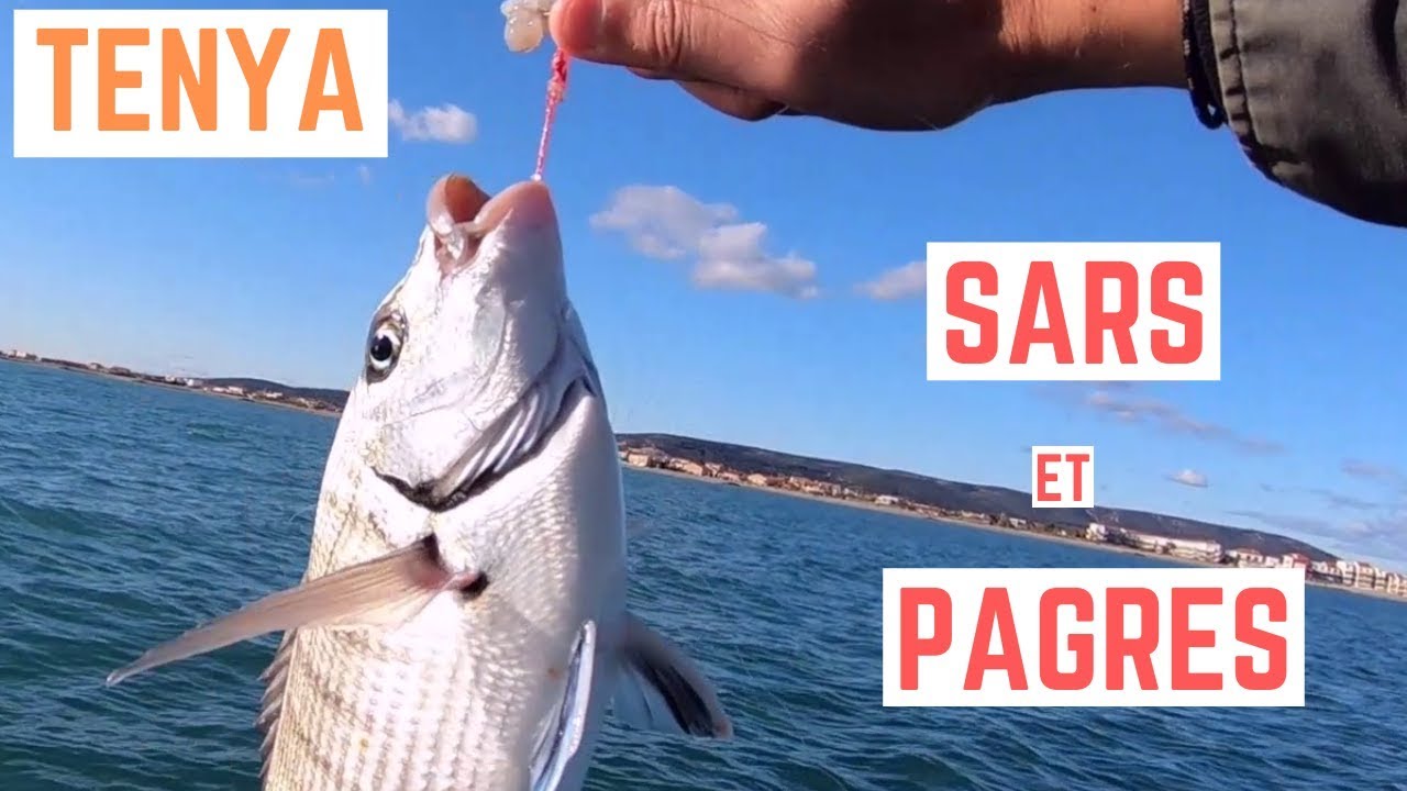 PAGRES et SARS au TENYA devant FRONTIGNAN, c'est reparti !
