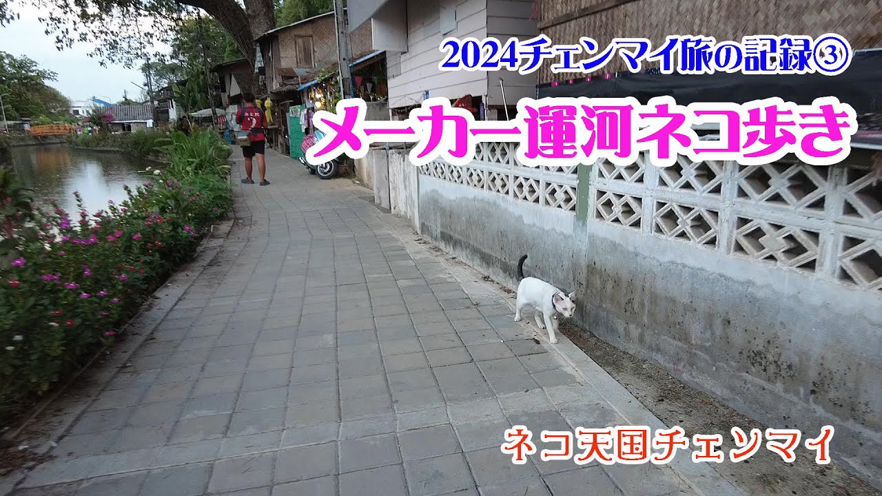 チェンマイはネコ天国!?メーカー運河ネコ歩き