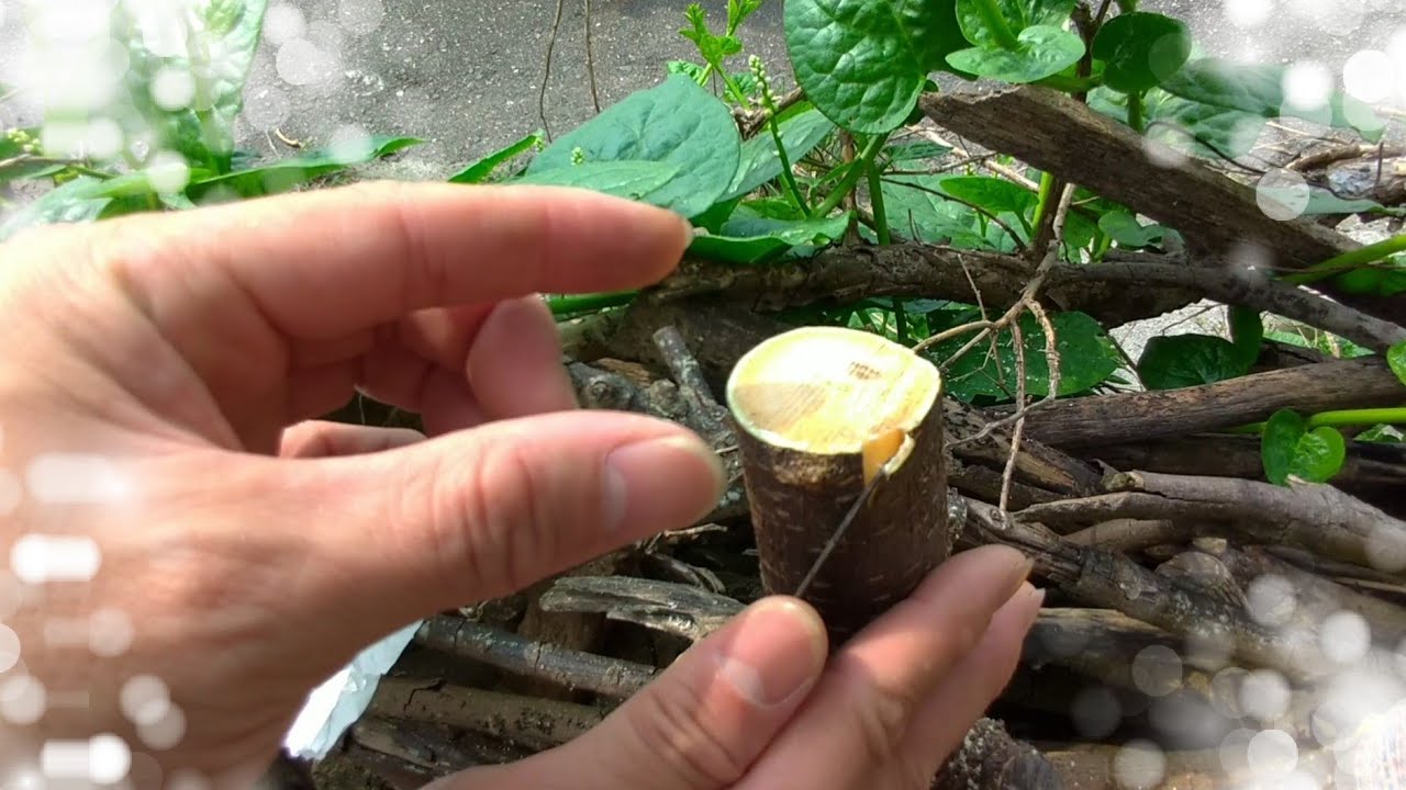 改良式「剝皮接」野桑嫁接「大果桑」新嘗試！