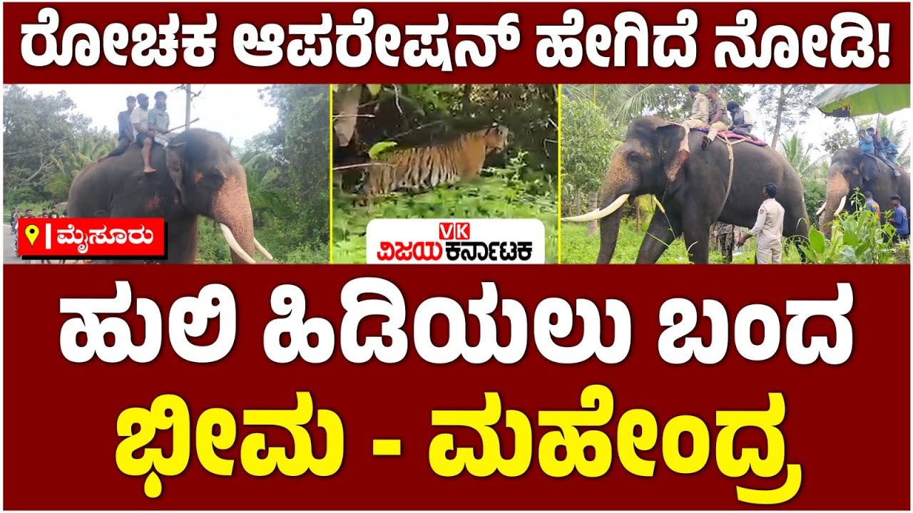 ಮೈಸೂರು ಜಿಲ್ಲೆಯಲ್ಲಿ ಹುಲಿ ಕಾಟ; ಆಪರೇಷನ್‌ಗಿಳಿದ Dasara ಅನೆ ಬೀಮಾ, ಮಹೇಂದ್ರ! | Vijay Karnataka