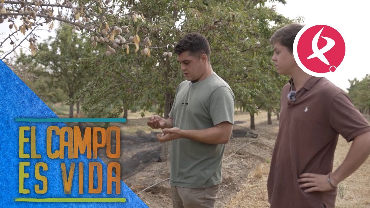 La almendra marinada es la favorita de Marcos y Javier | El campo es vida