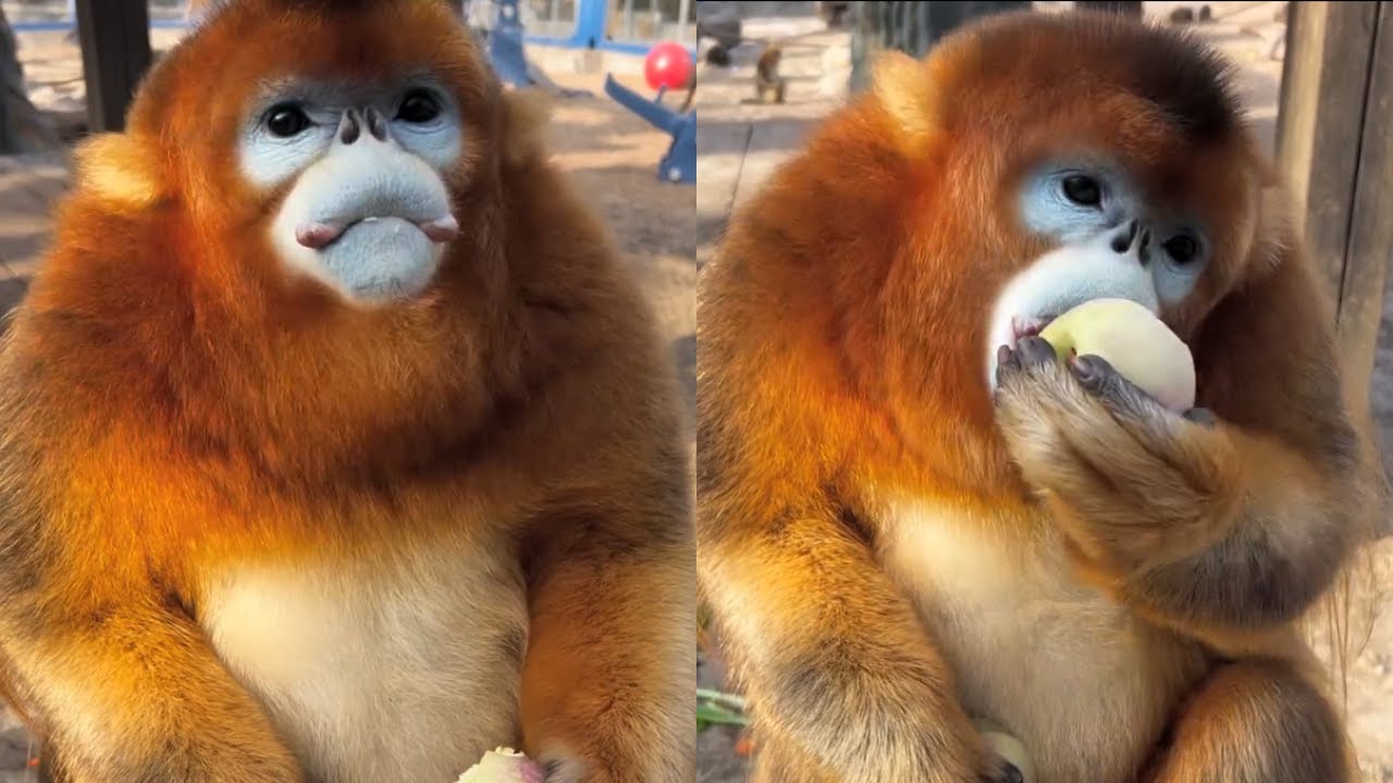 Cute golden snub-nosed monkey eat his favorite fruit