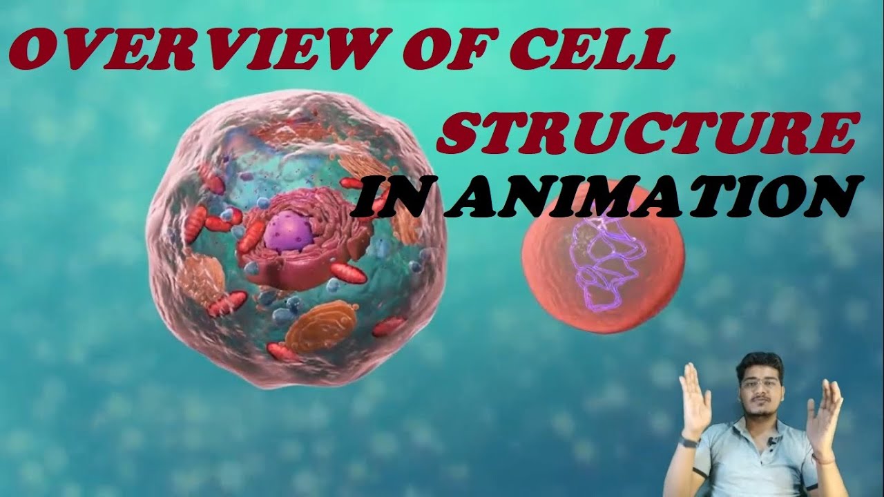Cell Structure in Animation