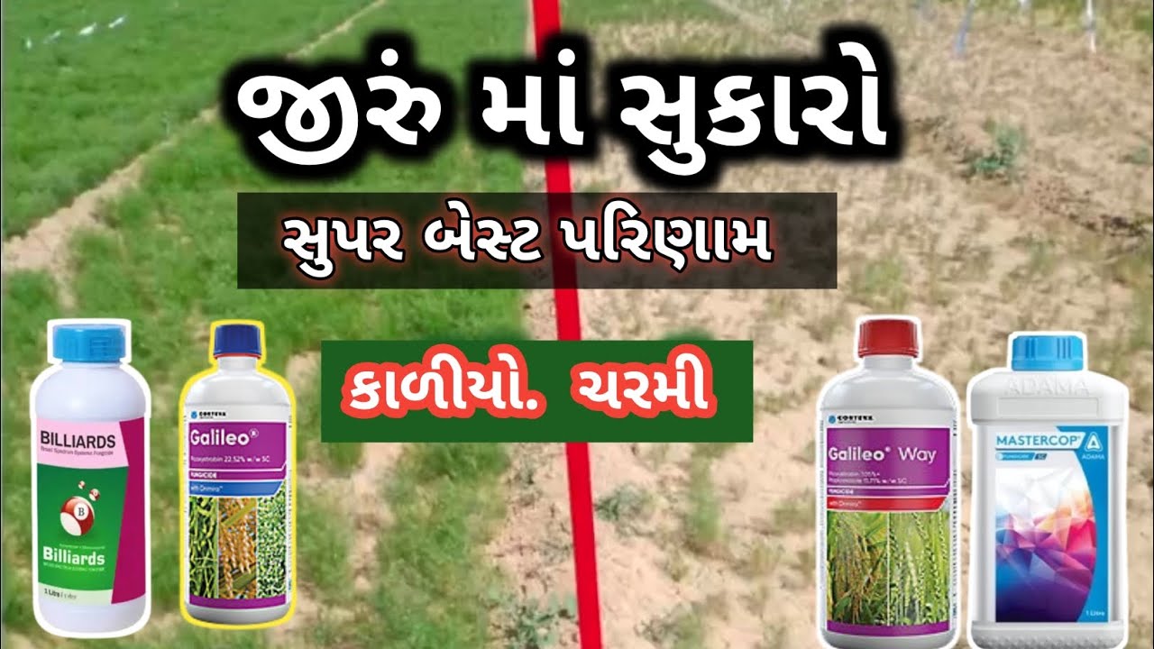 જીરું માં સુકારો. કોમ્બિનેશન બે દવા સાથે મિક્સ કરીને કરવો. #khetikasagar #ખેતી_કા_સાગર_તળાજા #jiru 
