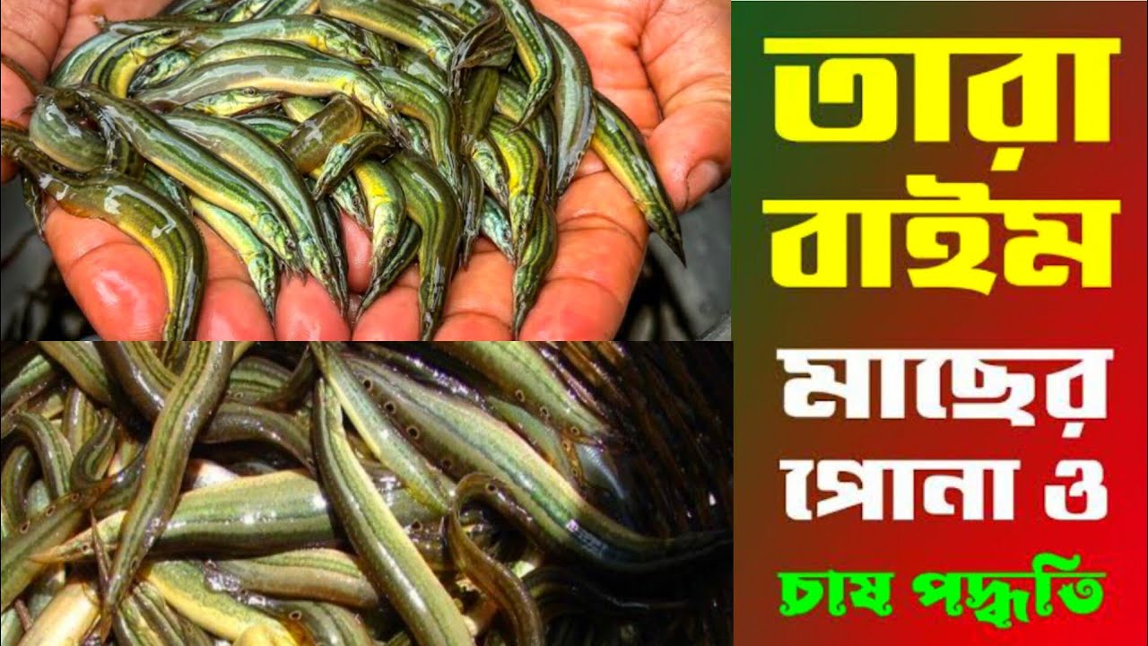 তাঁরাবাইম  মাছ চাষ করুন এবং কিনুন মোবাইল ✆ 01771793800 - imo WhatsApp 