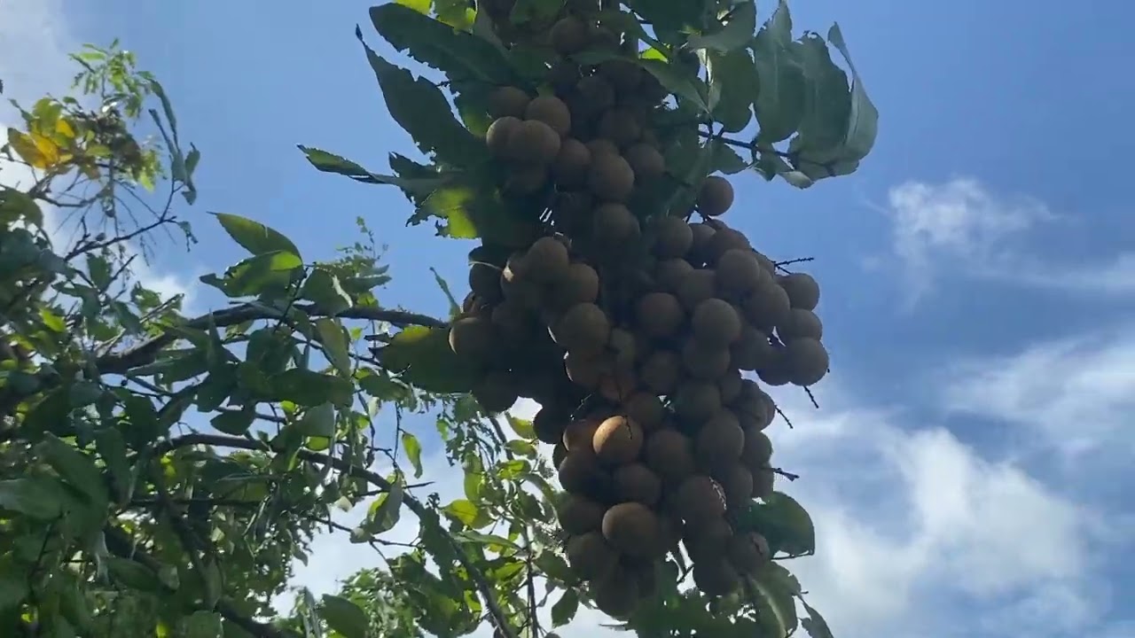 Longan Picking 2024