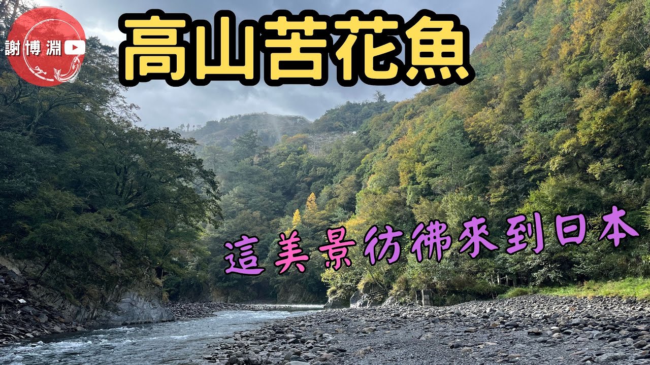 【苦花】高山上的苦花魚｜這裡美不勝收就像在日本釣魚｜Fishing