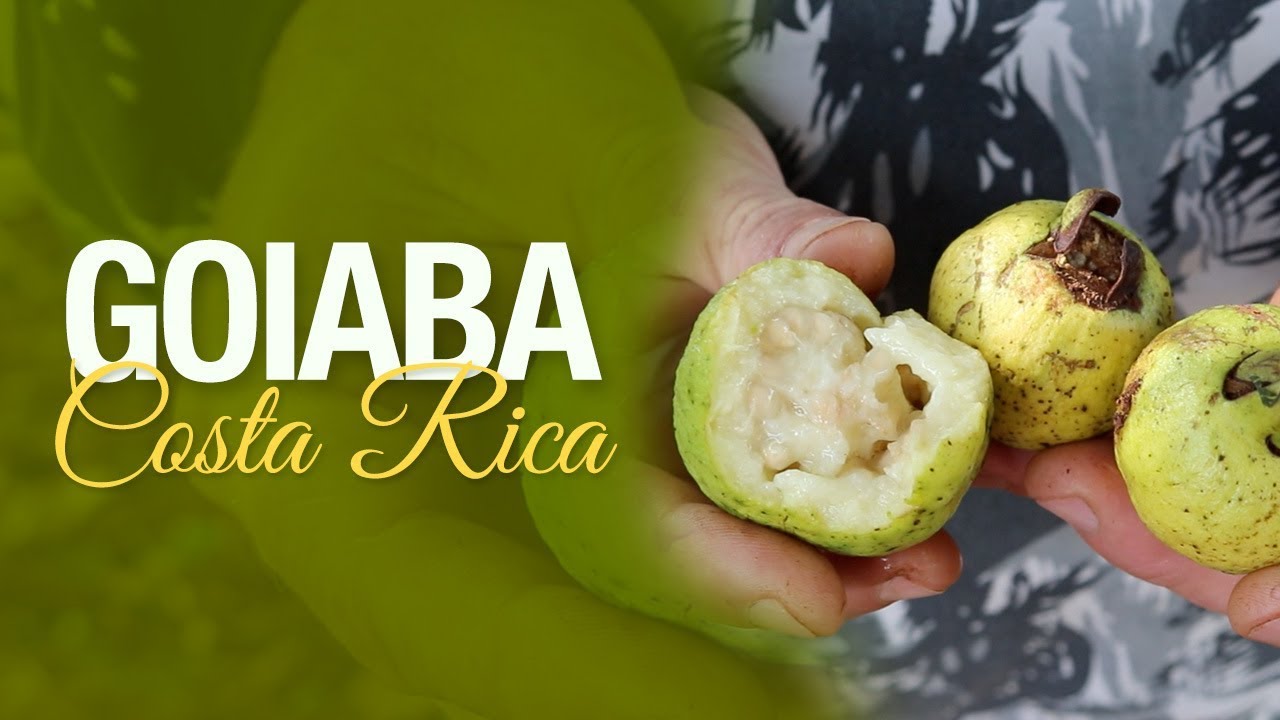 Goiaba da Costa Rica - Psidium friedrichsthalianum