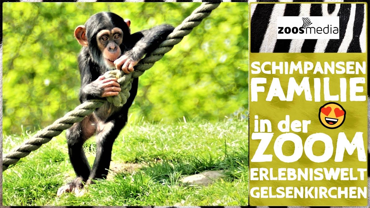 Schimpansen in der ZOOM Erlebniswelt Gelsenkirchen | zoos.media