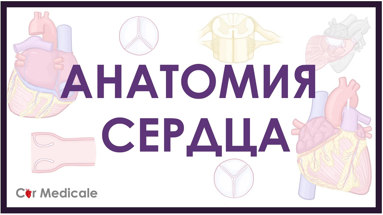 Анатомия сердца