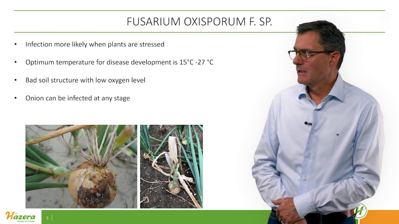 Advise on Fusarium in onion