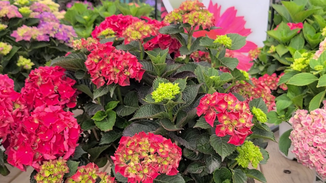 20 Seconds with Hydrangea Magical® Ruby Red // Spectacular, Compact, Dark Red Hydrangea