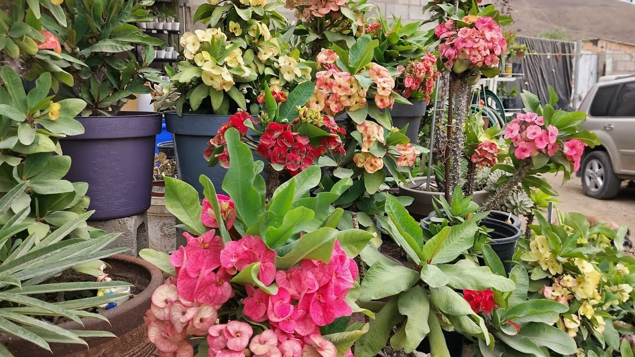 Así florecen mis Euphorbia milli en otoño.😌💖 Floración de otoño 2024👍💯