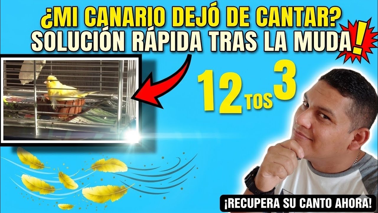 👉🏾MUDA de PLUMAS  en los CANARIOS Y AVES CANTORAS🌞