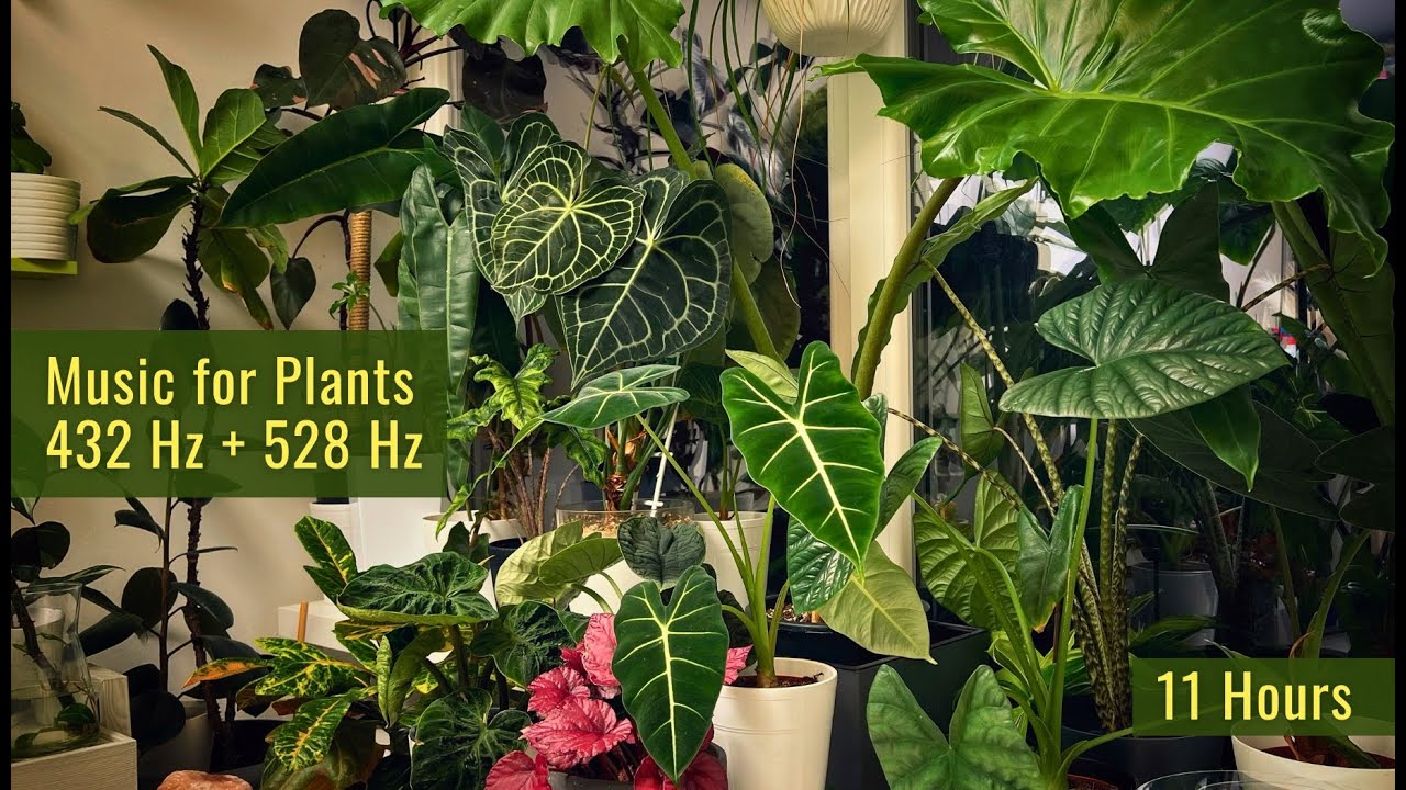 432 Hz + 528 Hz Music for Plants 🌱 Powerful Plant Growth & Healing Frequency