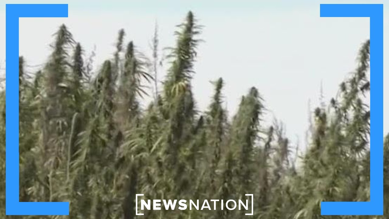 Uncertain future for hemp-derived THC products due to shutdown bill | NewsNation Now