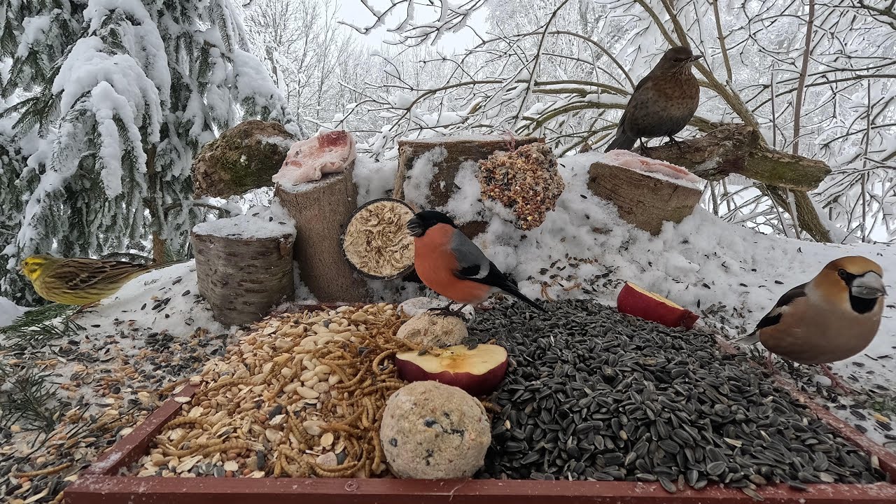 🔴1 hour of Forest Bird Feeder  📺  Krmítko pro lesní ptáky  / Зимова  годівниця  для  птахів 🐦