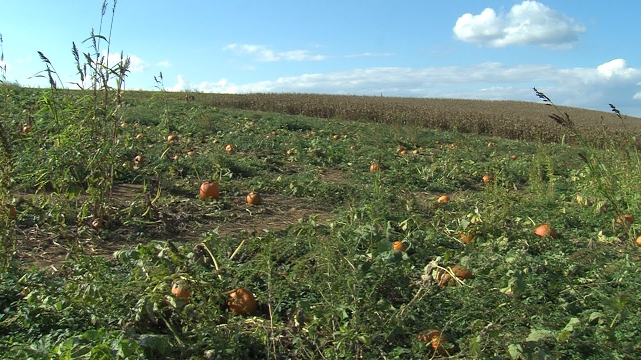 County Spotlight: Pumpkins in Frederick County, Maryland