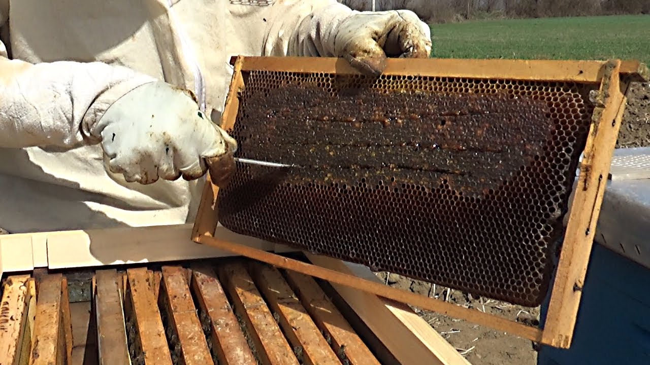 Mësoni një teknikë stimulimi me kornizë Mjalti